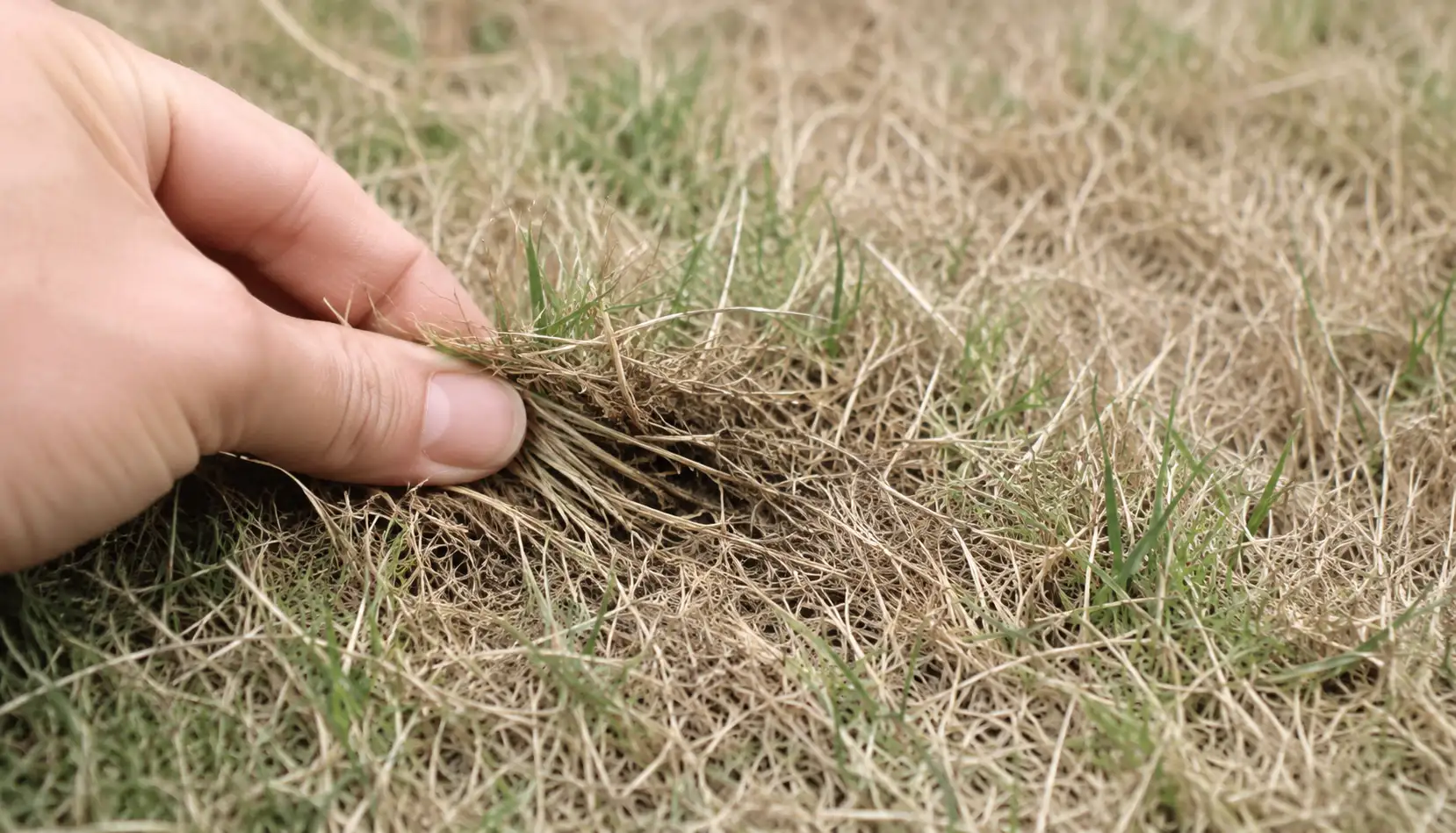 Close-up of a hand gently pulling brown grass to perform a lawn tug test and check whether the turf is firmly rooted or lifting easily.